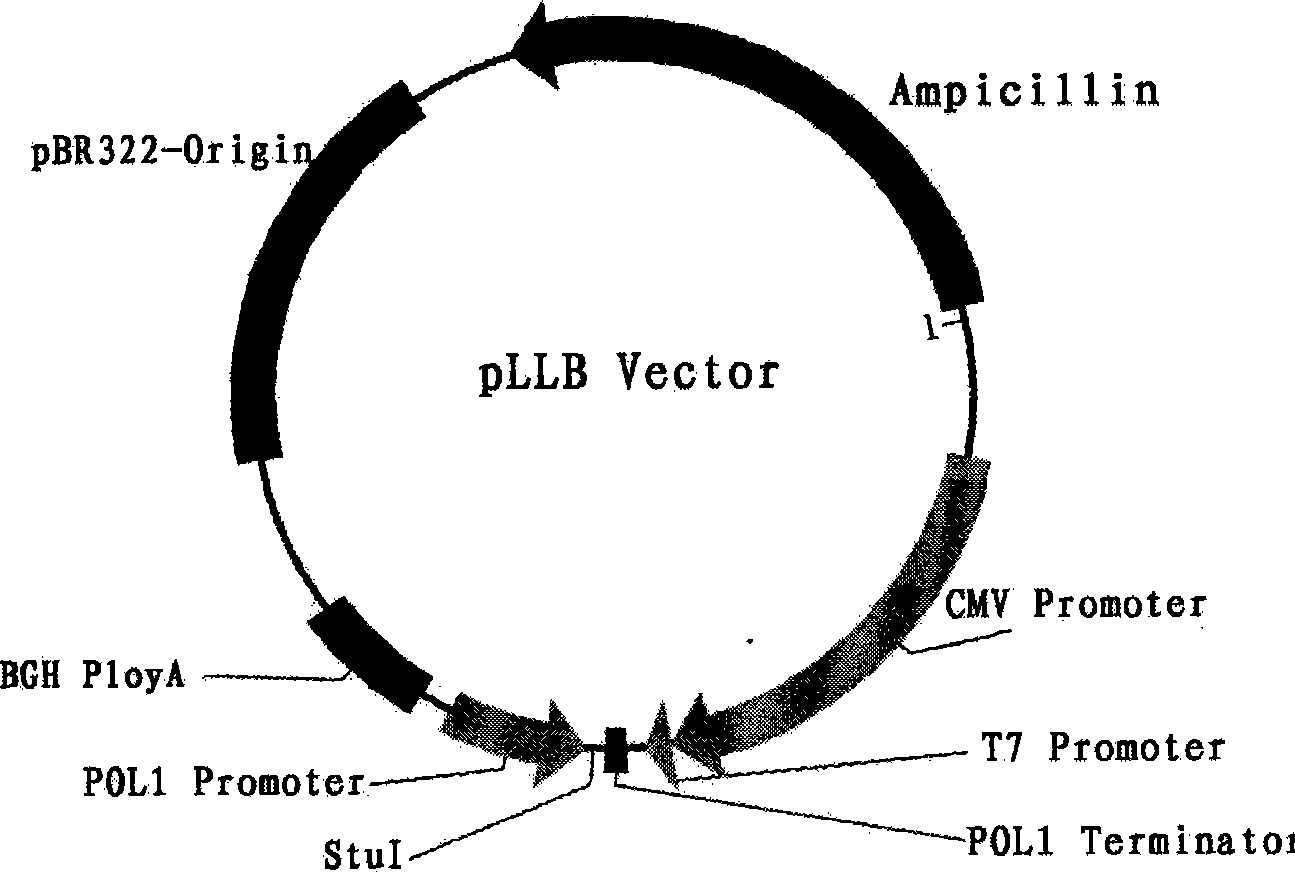 Carrier of reverse gene system for construction of influenza virus and application thereof