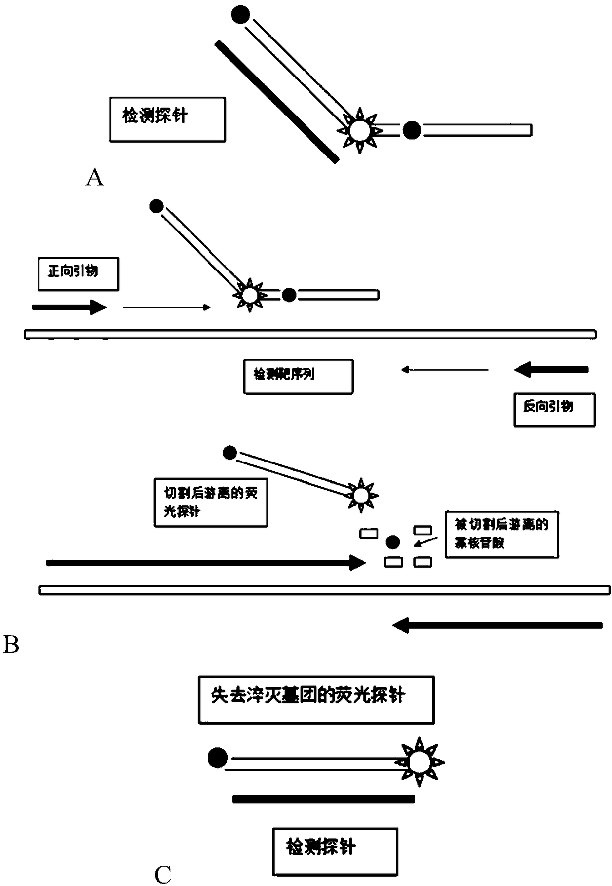 Multi-quenching fluorescent probe and method for detecting target nucleic acid sequence