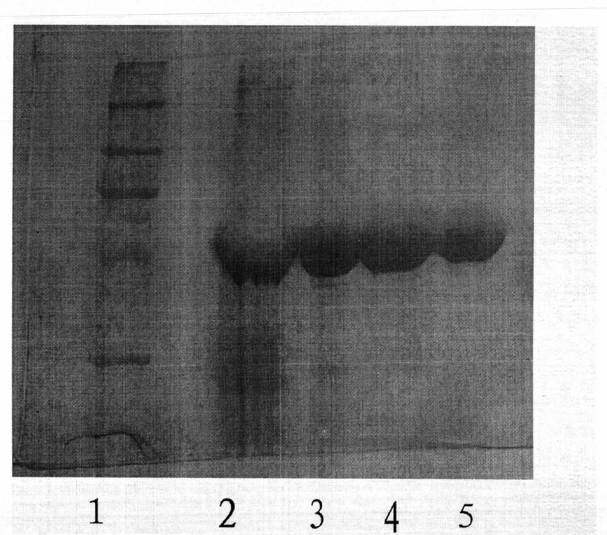 Method for producing recombinant human serum albumin-interferon alpha 2b