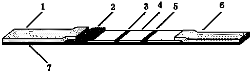 Quantitative detection instrument and detection method of immunochromatography test strip