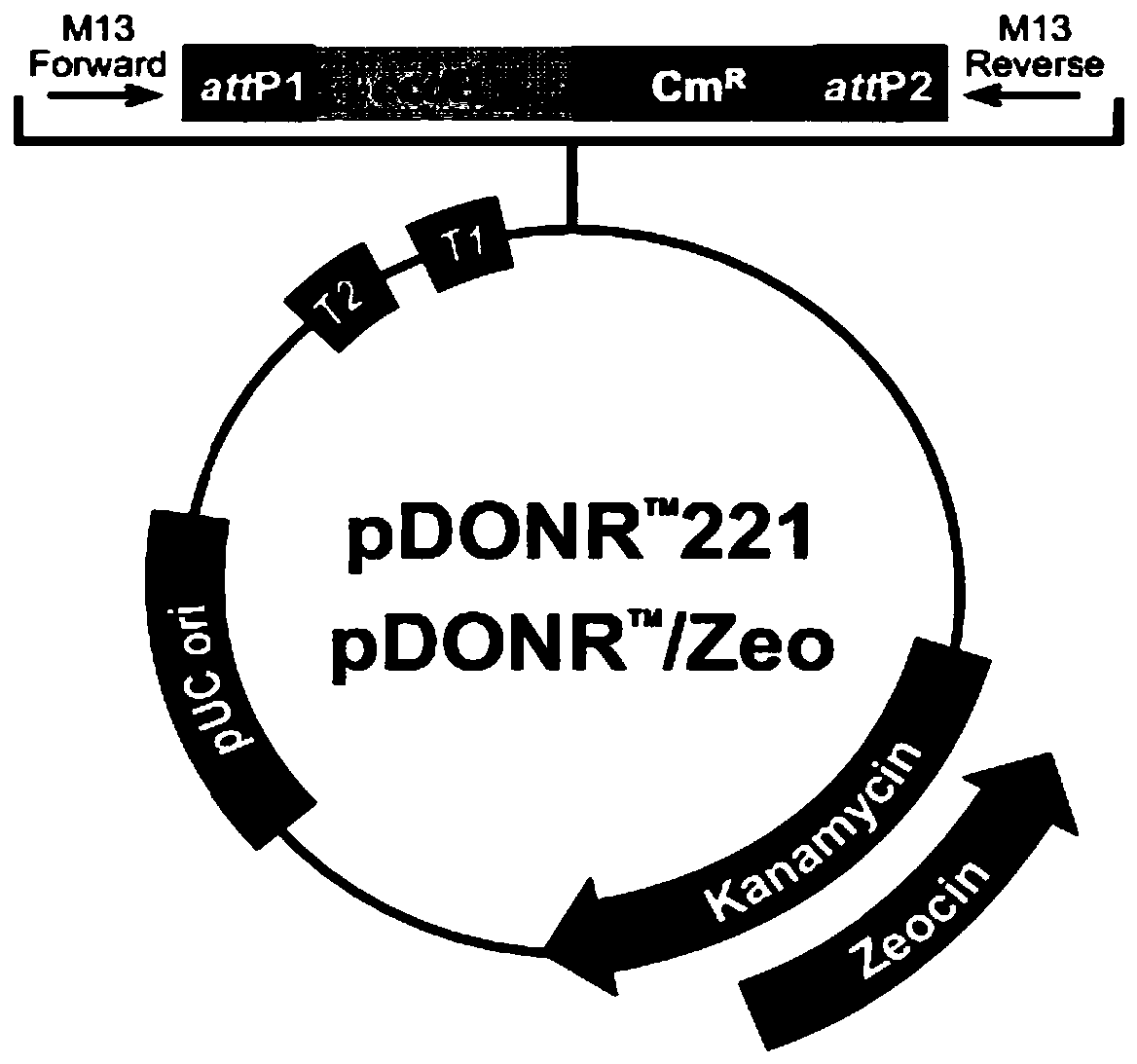 Glycine max(L.)Merr Williamus 82 medium-small G protein gene GmRAB7 and application thereof