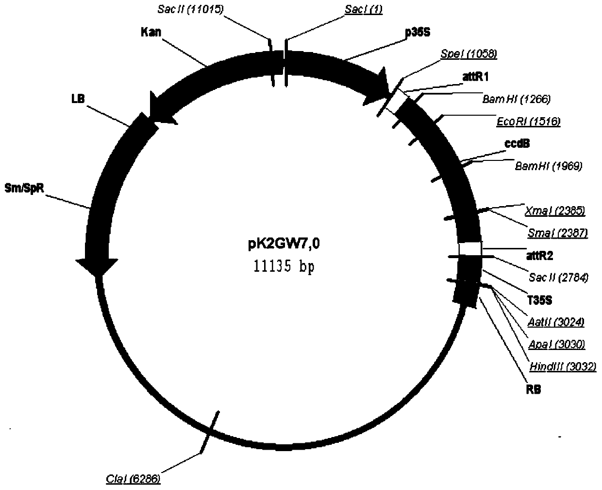 Glycine max(L.)Merr Williamus 82 medium-small G protein gene GmRAB7 and application thereof