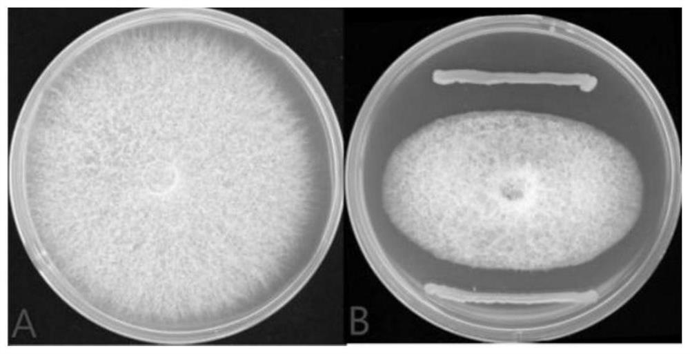 Bckms21 of burkholderia cepacia and application of Bckms21 of burkholderia cepacia