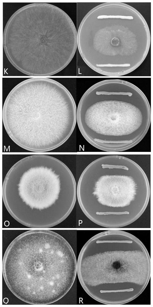 Bckms21 of burkholderia cepacia and application of Bckms21 of burkholderia cepacia