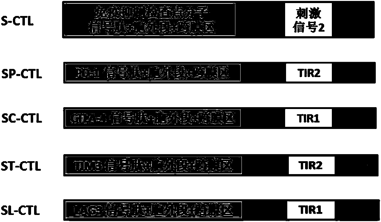 Molecule, cell expressing same, and preparation method and use thereof