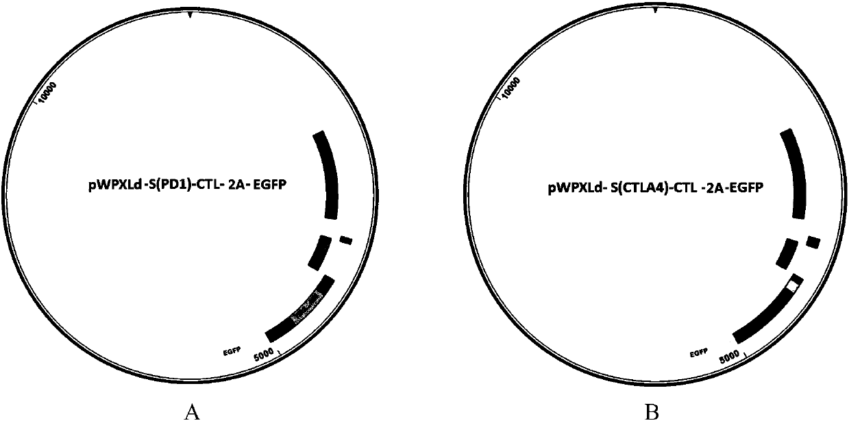 Molecule, cell expressing same, and preparation method and use thereof