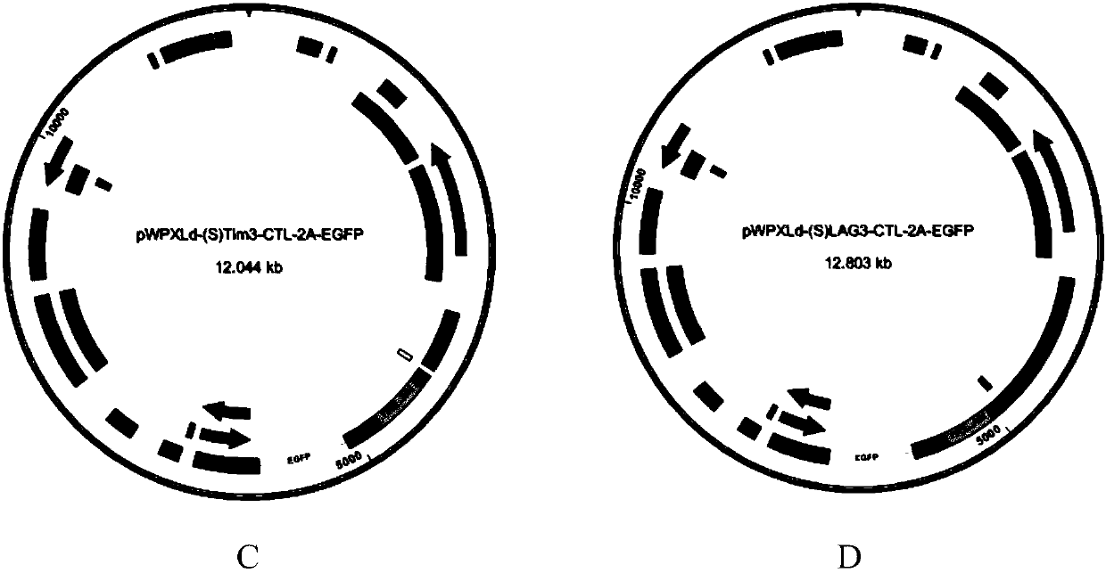 Molecule, cell expressing same, and preparation method and use thereof