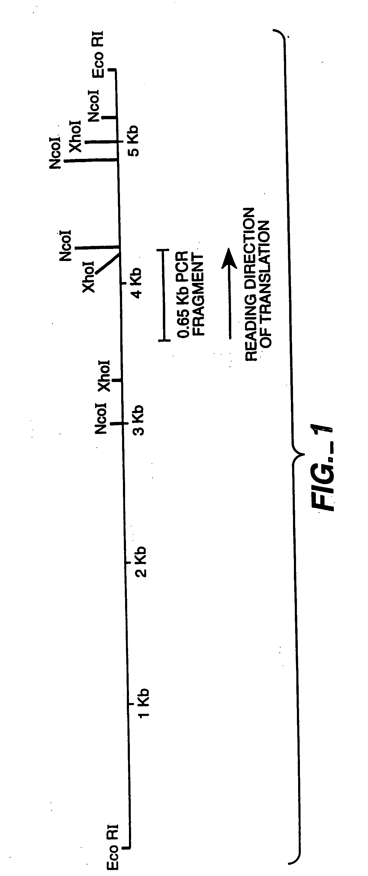 Manipulation of the phenolic acid content and digestibility of plant cell walls by targeted expression of genes encoding cell wall degrading enzymes