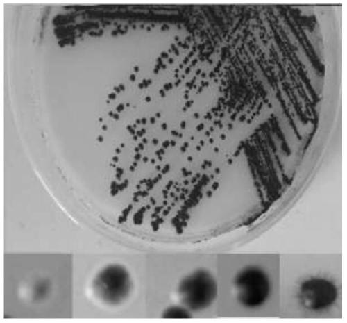 A radiation-resistant Aureobasidium pullulans and its application in the preparation of melanin