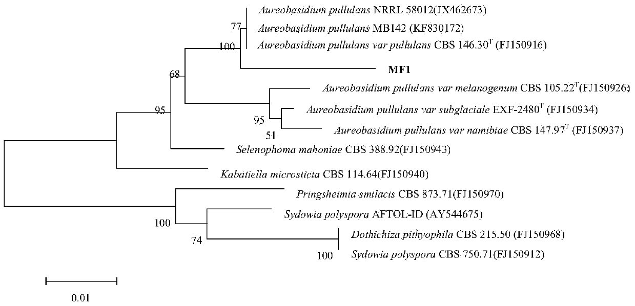 A radiation-resistant Aureobasidium pullulans and its application in the preparation of melanin