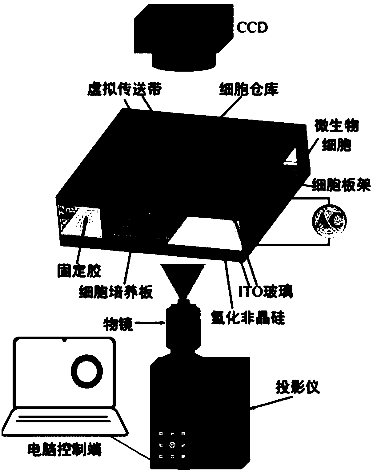 Microbial cell factory based on photoinduced dielectrophoresis technology and application thereof