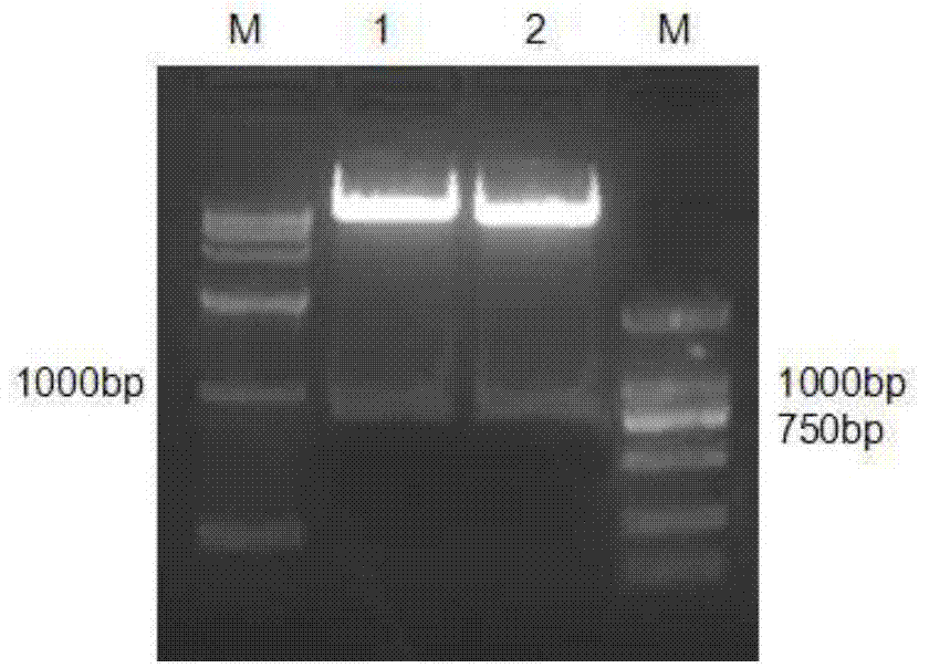 Method for transient expression of introducing exogenous gene into chrysanthemum or related species