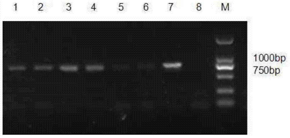 Method for transient expression of introducing exogenous gene into chrysanthemum or related species