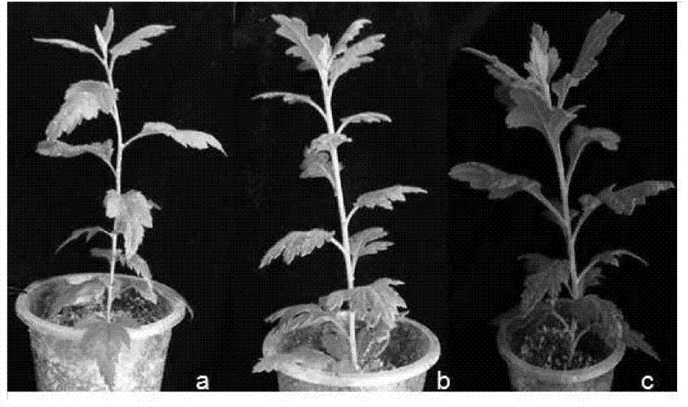 Method for transient expression of introducing exogenous gene into chrysanthemum or related species