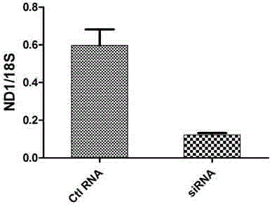 Method for adjusting mitochondrial gene expression by using small RNA and application thereof