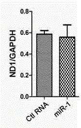 Method for adjusting mitochondrial gene expression by using small RNA and application thereof