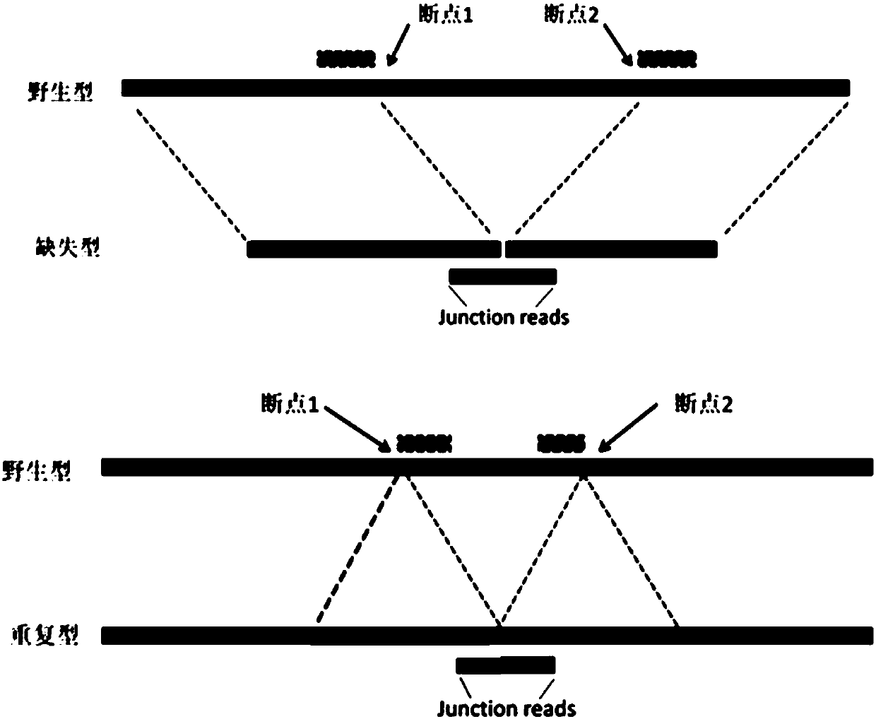 A method and system for accurately analyzing dmd gene structural variation breakpoints