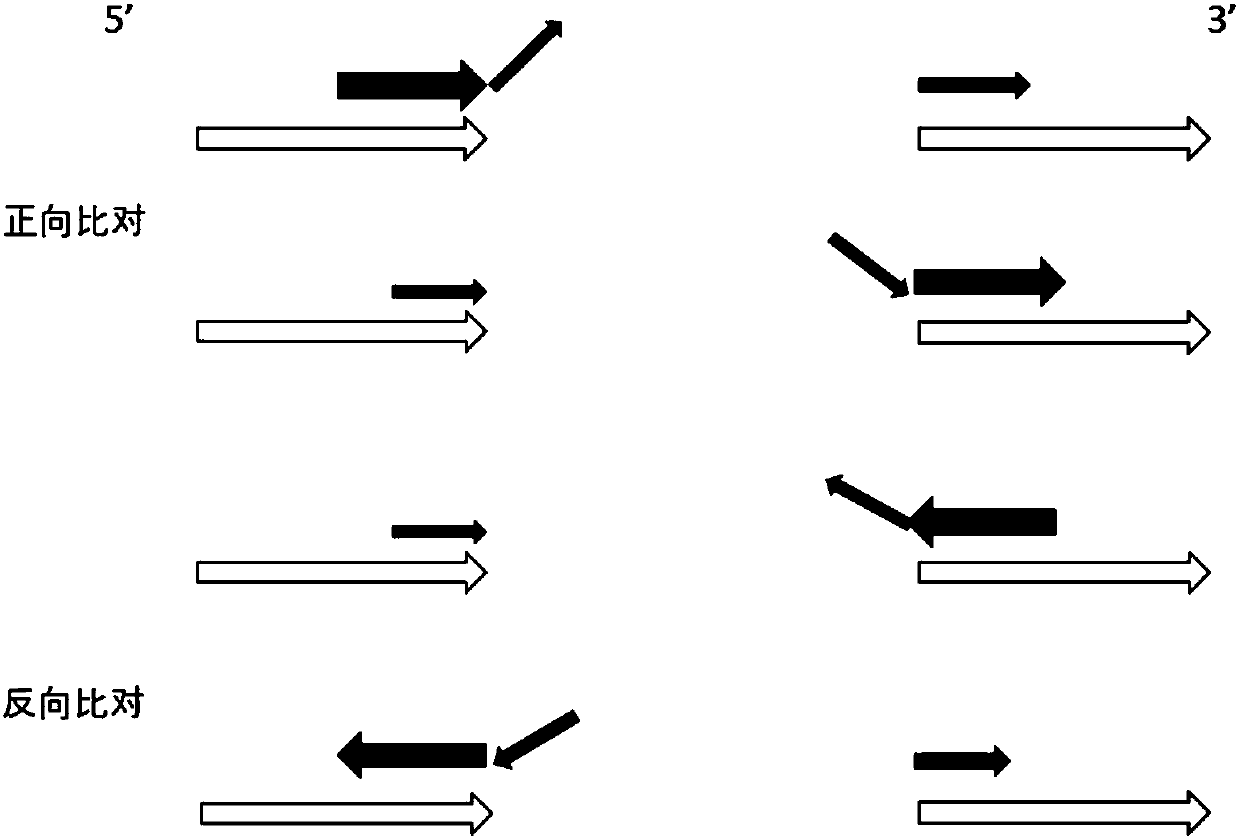 A method and system for accurately analyzing dmd gene structural variation breakpoints