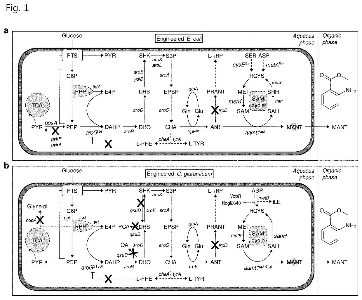 Recombinant microorganism capable of producing methyl anthranilate and method of producing methyl anthranilate using the same