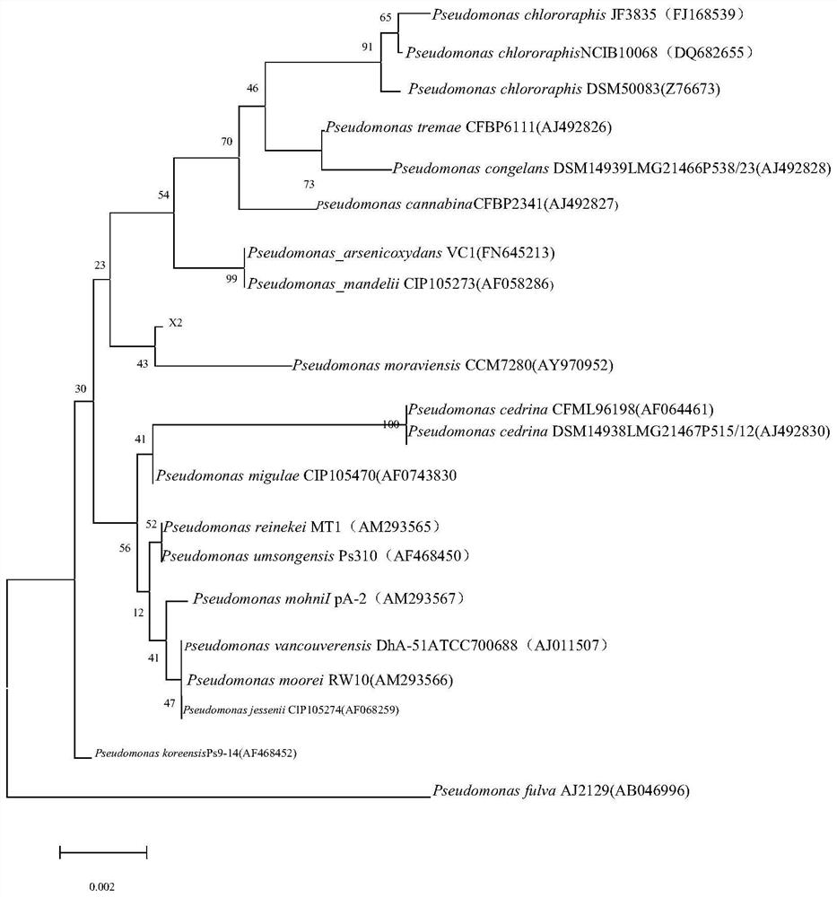 A kind of Moravian pseudomonas strain x2 and its application