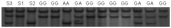 Method and kit for detecting correlated mutation allele of total farrow number of sow as well as application