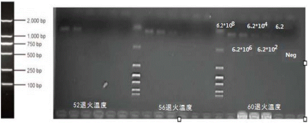 Taqman real-time fluorescent PCR (Polymerase Chain Reaction) kit for detecting porcine epidemic diarrhea virus wild strains in porcine umbilical cord blood and use of PCR kit