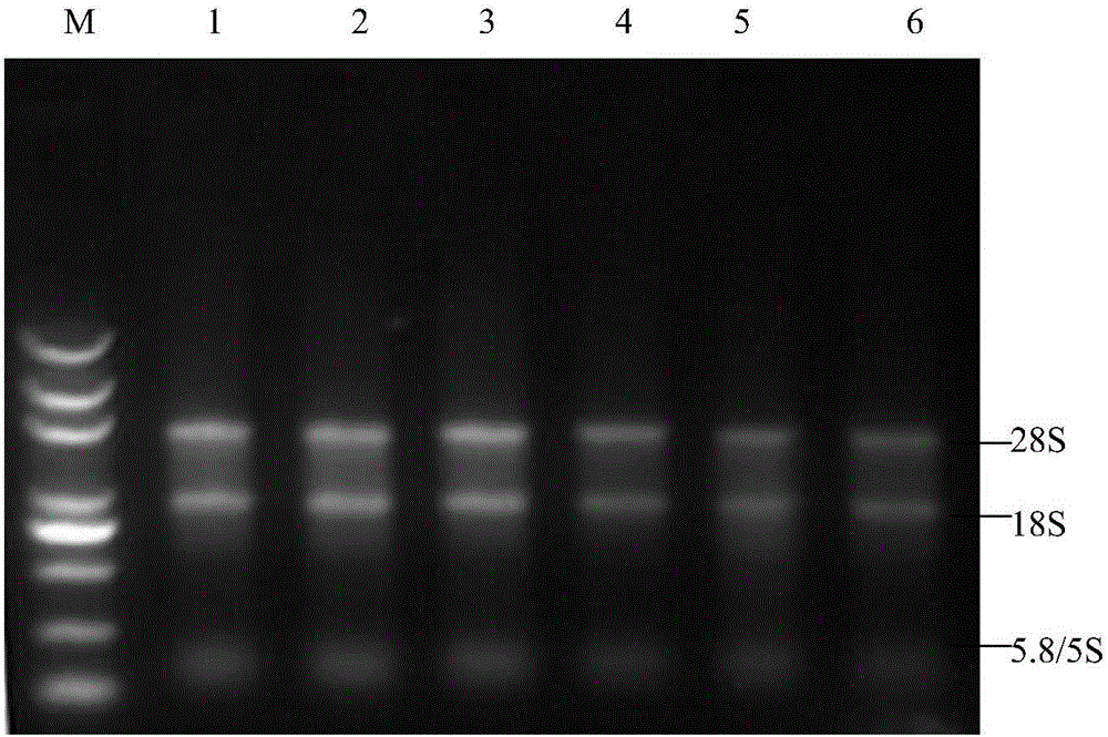 Taqman real-time fluorescent PCR (Polymerase Chain Reaction) kit for detecting porcine epidemic diarrhea virus wild strains in porcine umbilical cord blood and use of PCR kit