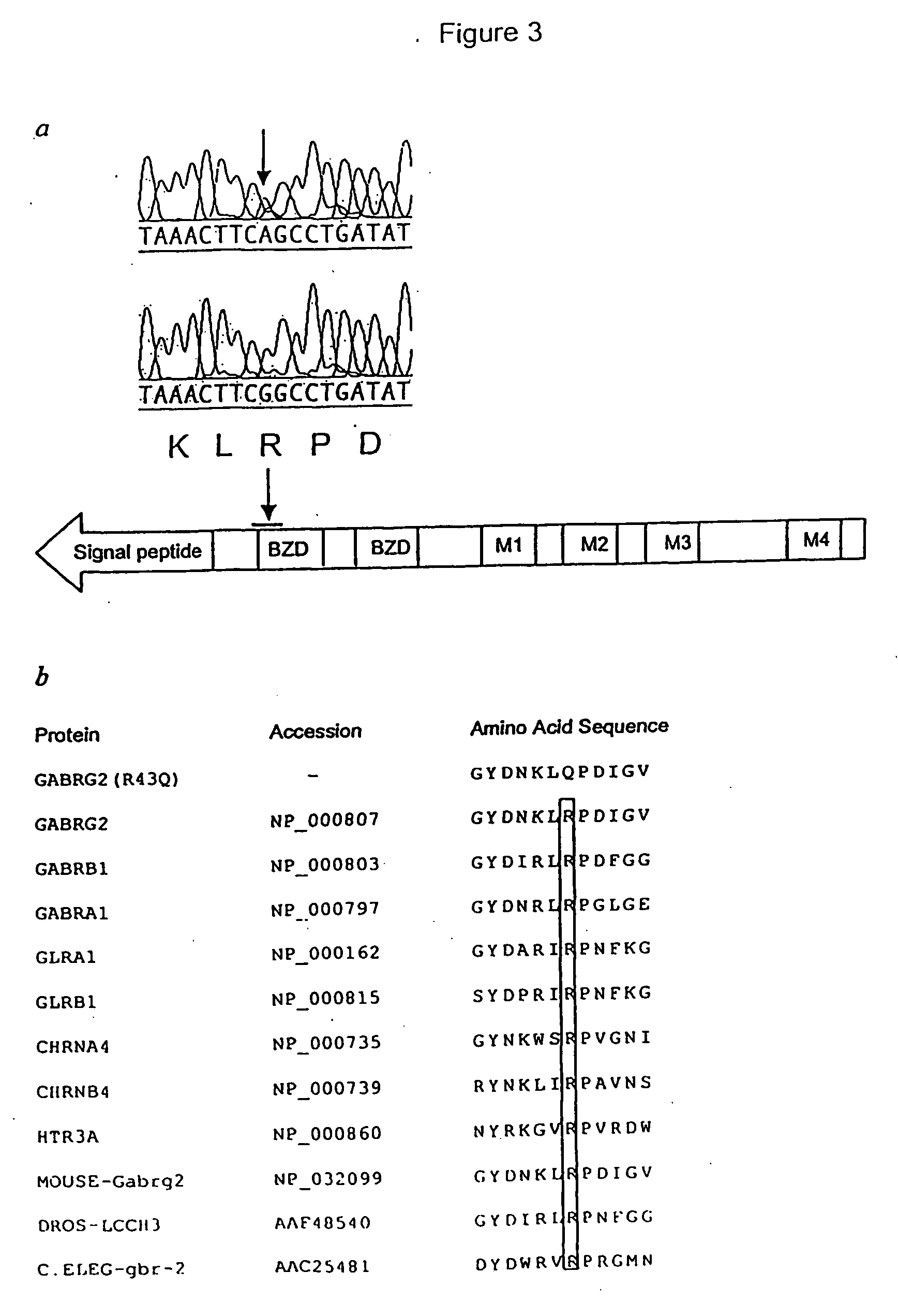 Mutation associated with epilepsy