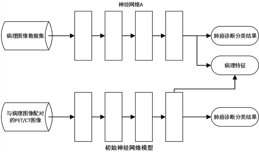 PET/CT (positron emission tomography/computed tomography)-based lung adenocarcinoma and squamous carcinoma diagnosis model training method and device