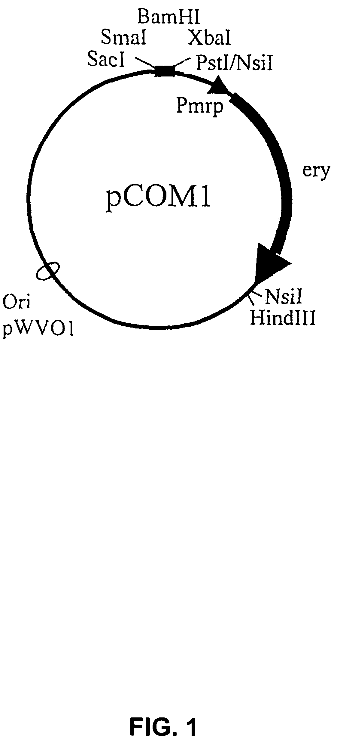 Virulence of streptococci