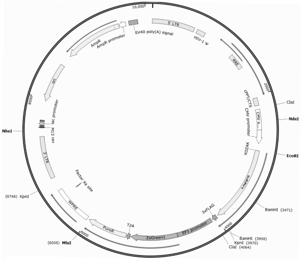 Composite exosome loaded with membrane-bound tumor necrosis factor-related apoptosis-inducing ligand and small-molecule antitumor drug