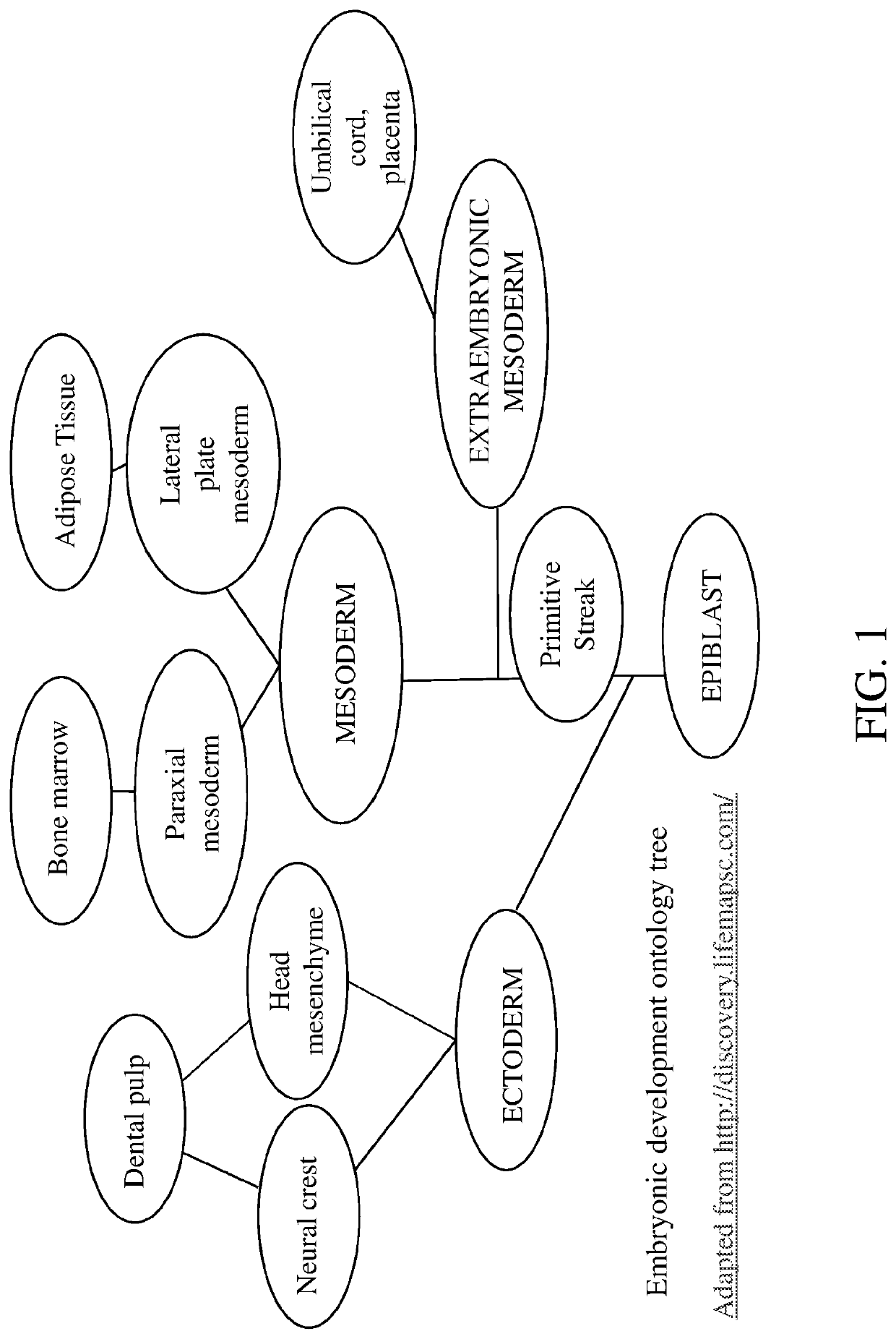 Immature dental pulp stem cells and methods of use to treat bone marrow failure