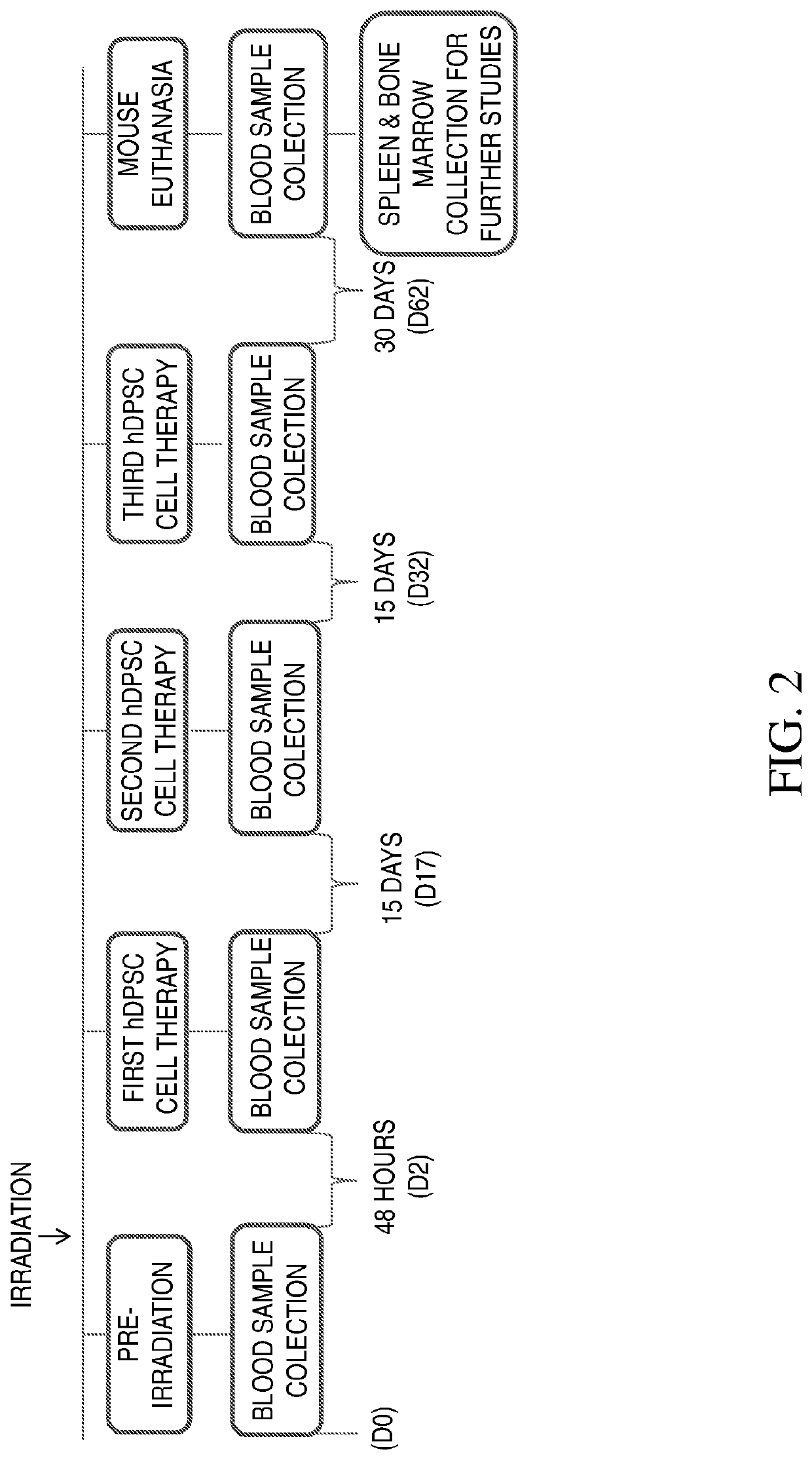 Immature dental pulp stem cells and methods of use to treat bone marrow failure