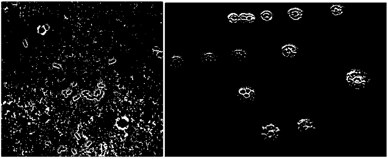 Bacillus safensis having growth promoting function, bactericide and application thereof