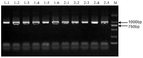 Application of cotton GhACO gene to plant flowering promotion