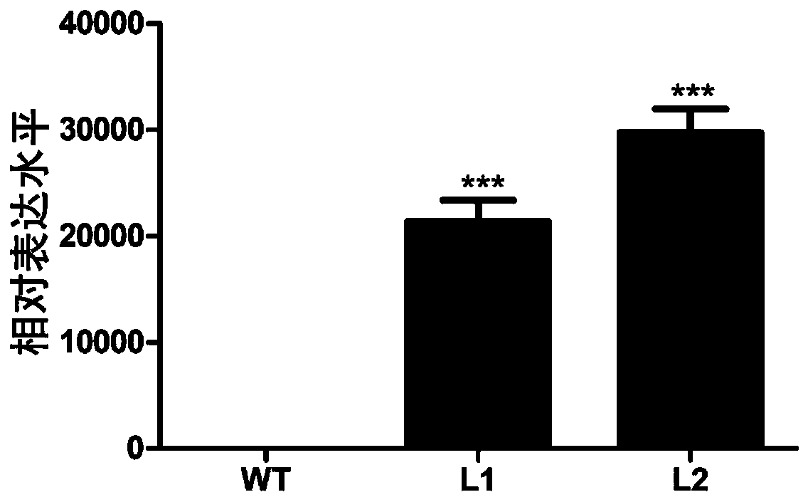 Application of cotton GhACO gene to plant flowering promotion