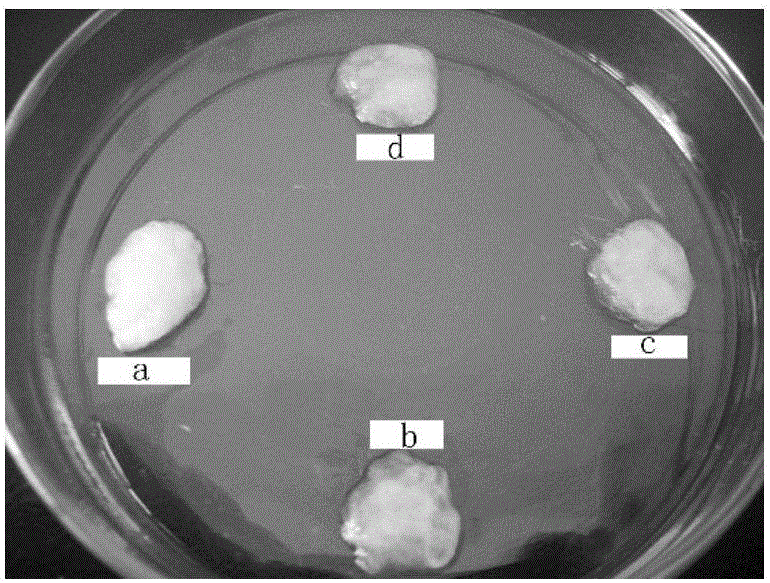 Liquid absorption fiber