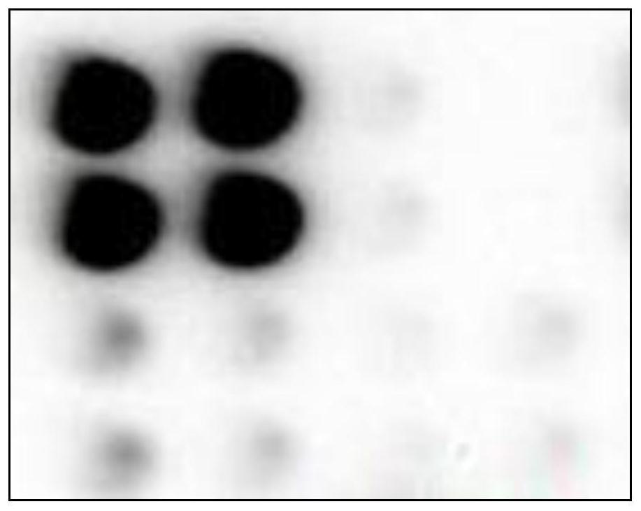 Homogeneous chemiluminiscence detection method and application thereof