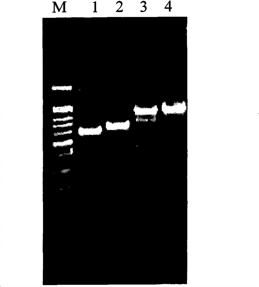 Method for authenticating pork, beef, mutton and products thereof