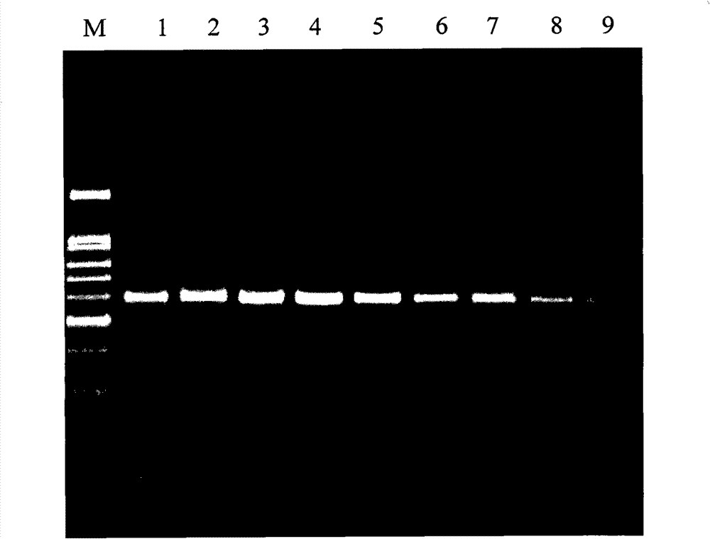 Method for authenticating pork, beef, mutton and products thereof