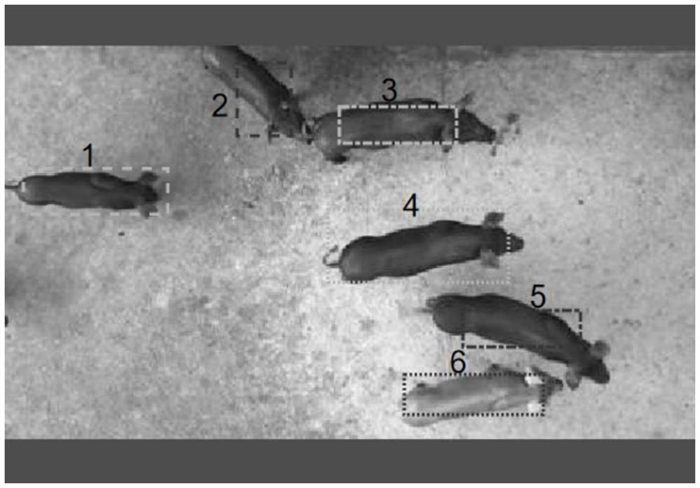 Multi-pig motion trail extraction and behavior analysis method in group environment