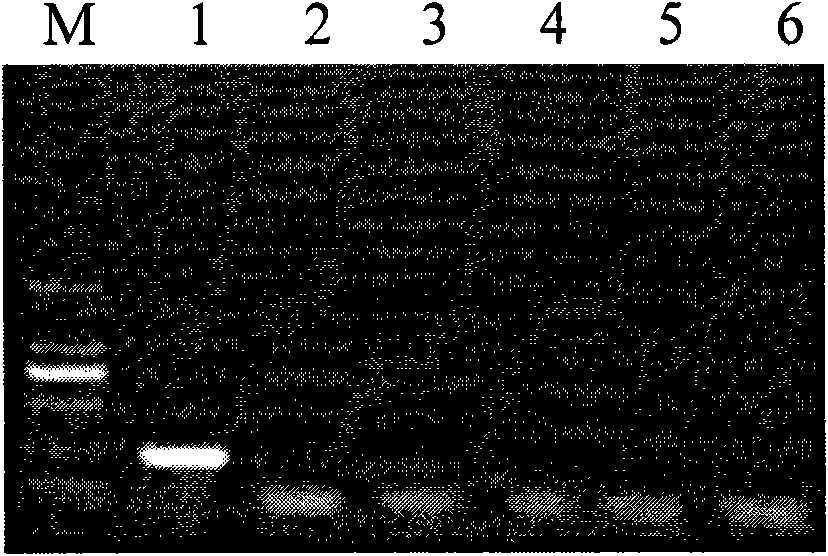 Polymerase chain reaction (PCR) detection method for trans-cry2A-genic rice line T2A-1 and application thereof