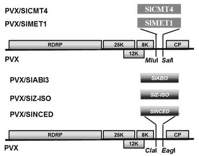 Application and application method of potato x virus in inducing embryogermination of tomato seeds