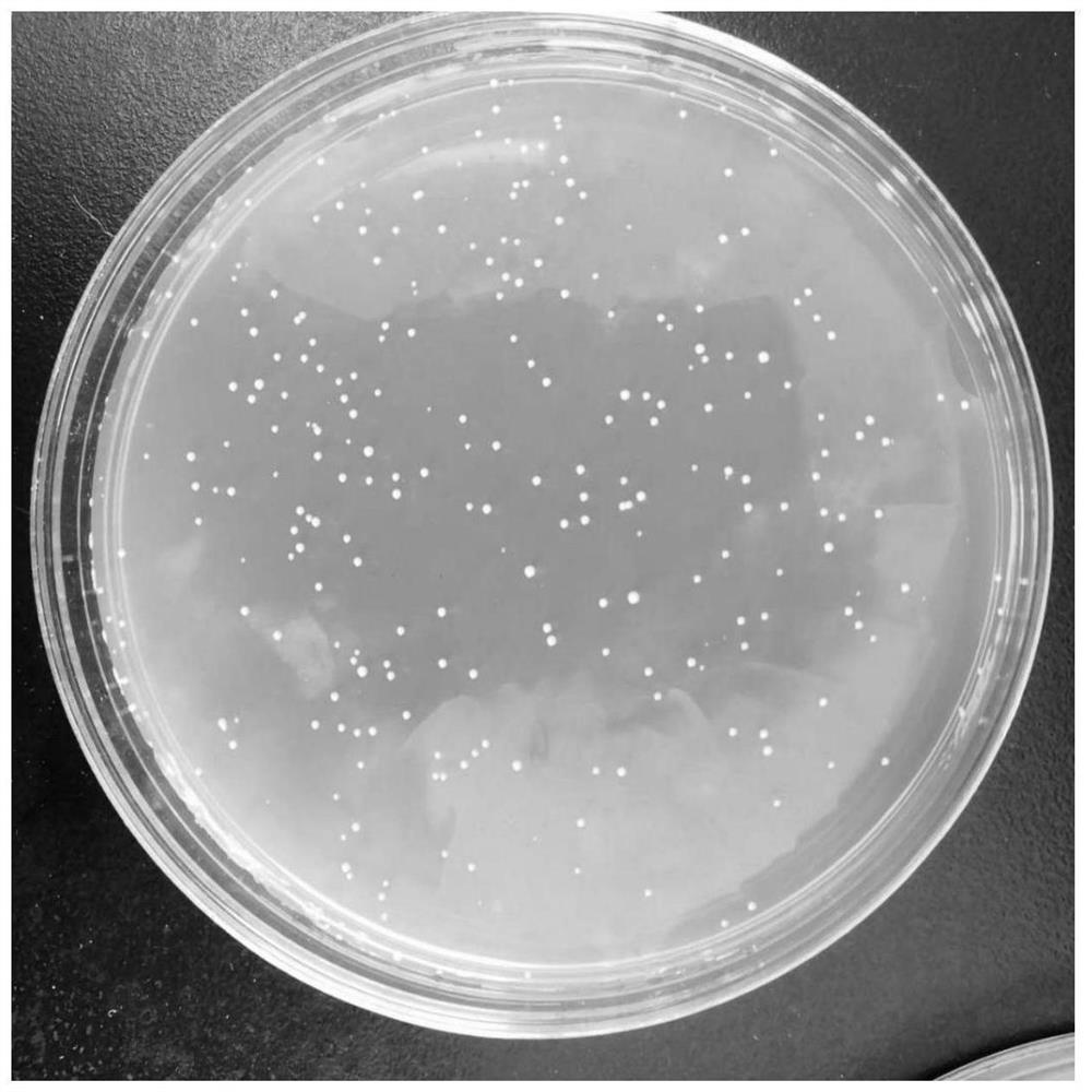 Lactobacillus plantarum and application thereof in feedstuff of Laoshan dairy goats