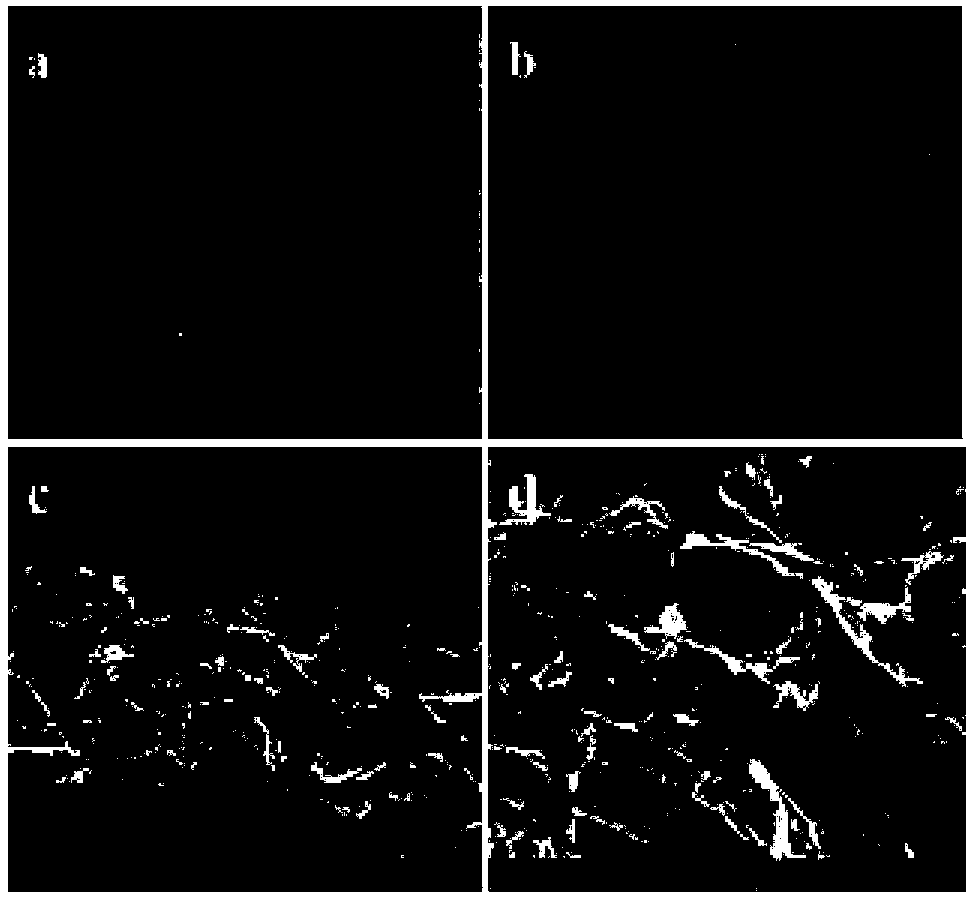 Preparation method of nanocellulose/filter paper composite filter membrane material