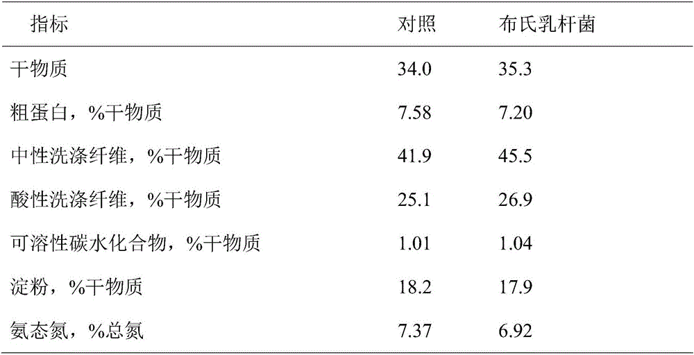 Lactobacillus buchneri inoculant as well as preparation method and application thereof