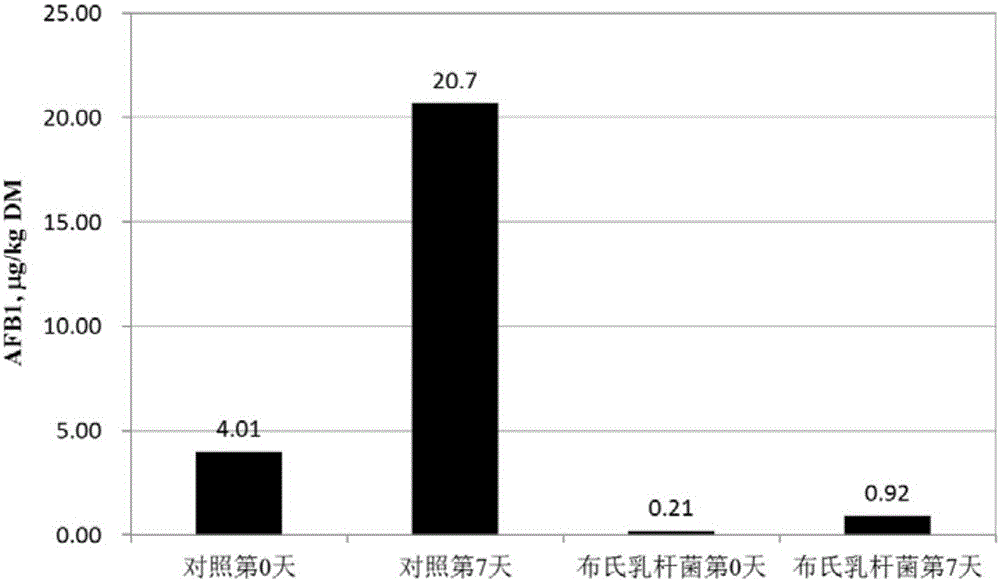 Lactobacillus buchneri inoculant as well as preparation method and application thereof