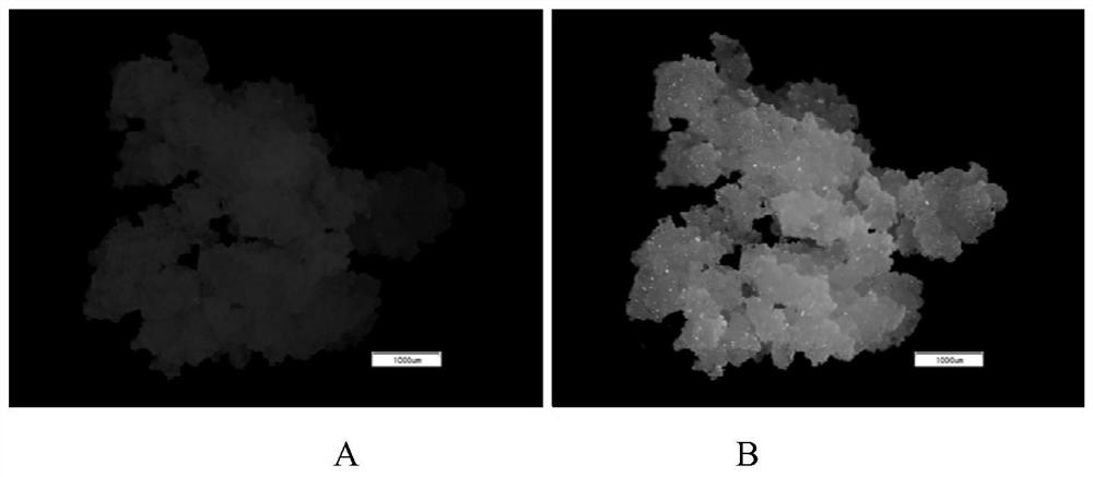 A highly efficient method for detecting protein subcellular localization based on citrus protoplasts