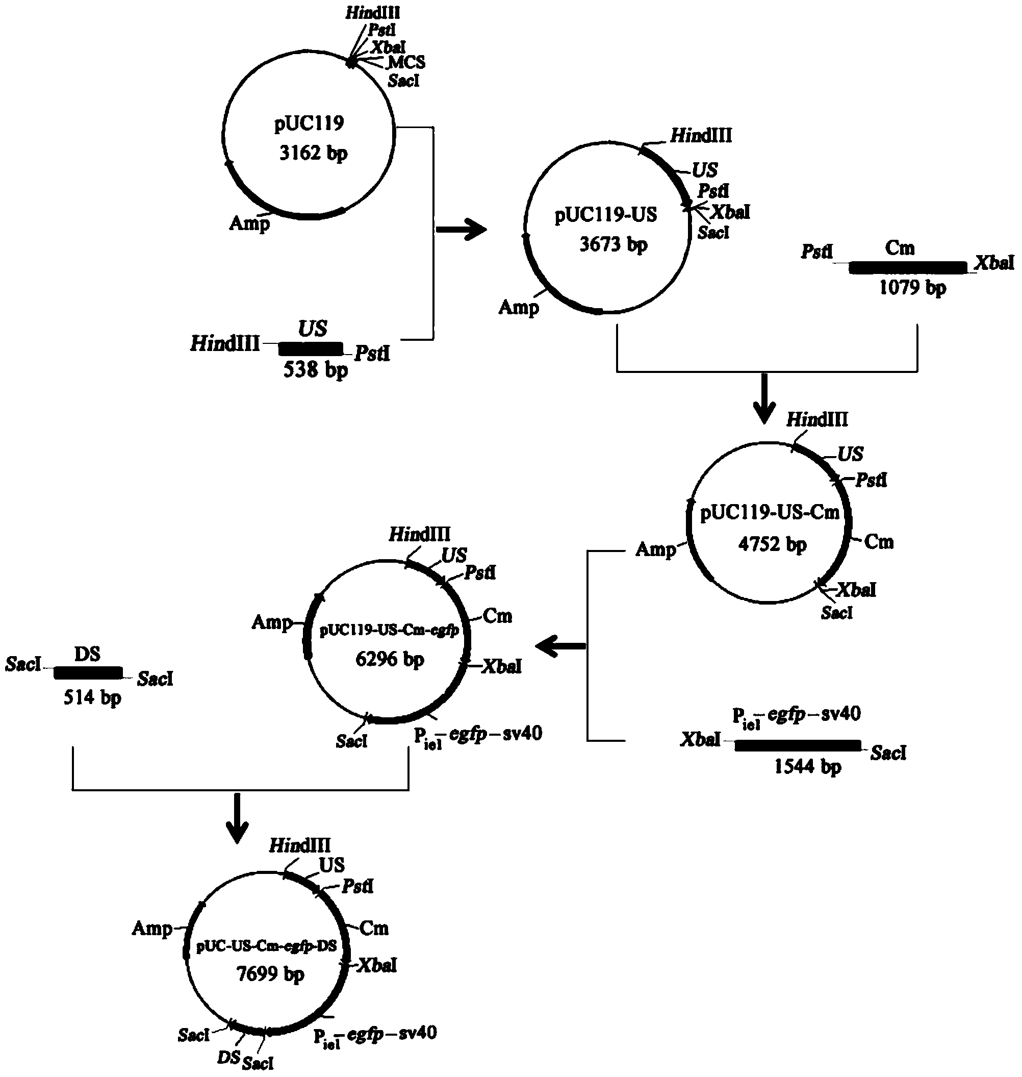 Engineered bombyx mori baculovirus vector and method of increasing the NS1 expression amount by utilization of the vector