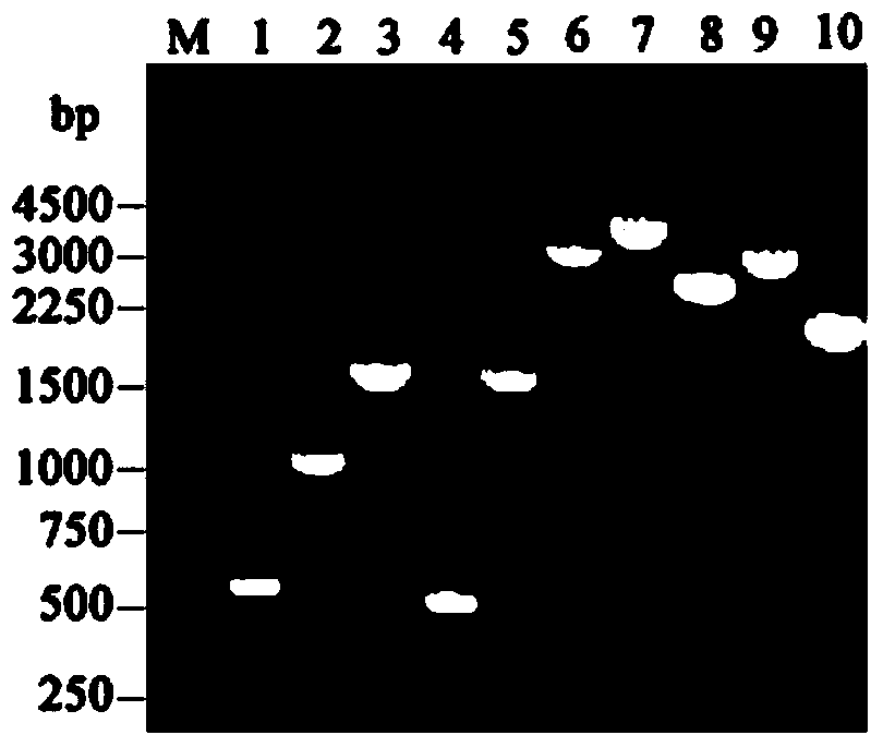 Engineered bombyx mori baculovirus vector and method of increasing the NS1 expression amount by utilization of the vector